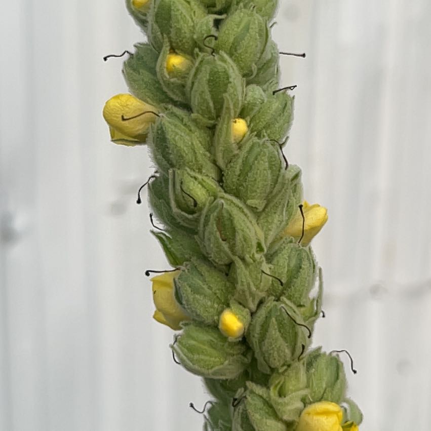 Close-up of a Mullein plant with small yellow flowers on a flower spike.