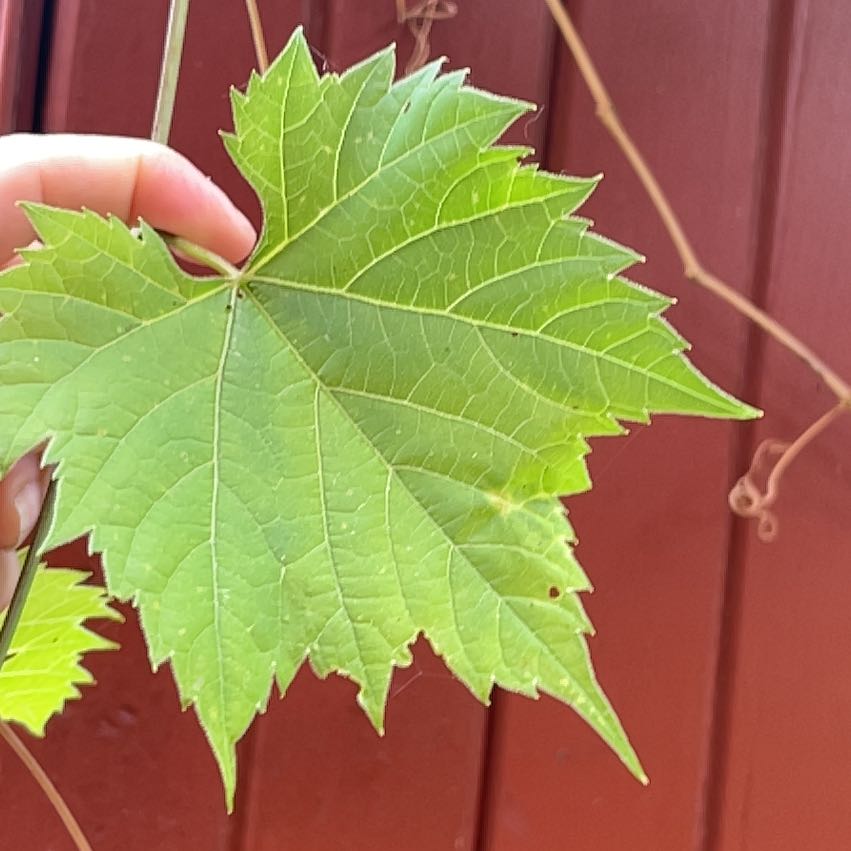 A healthy green leaf of a Frost Grape plant being held by a hand against a solid background.