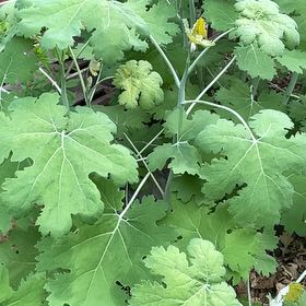 Photo of the plant species Plume Poppy by @KineticSunburst named Miley on Greg, the plant care app