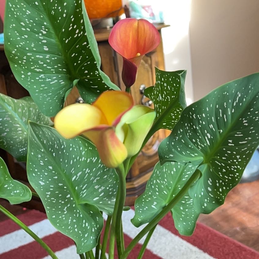 Spotted Calla Lily with white-spotted green leaves and colorful flowers.