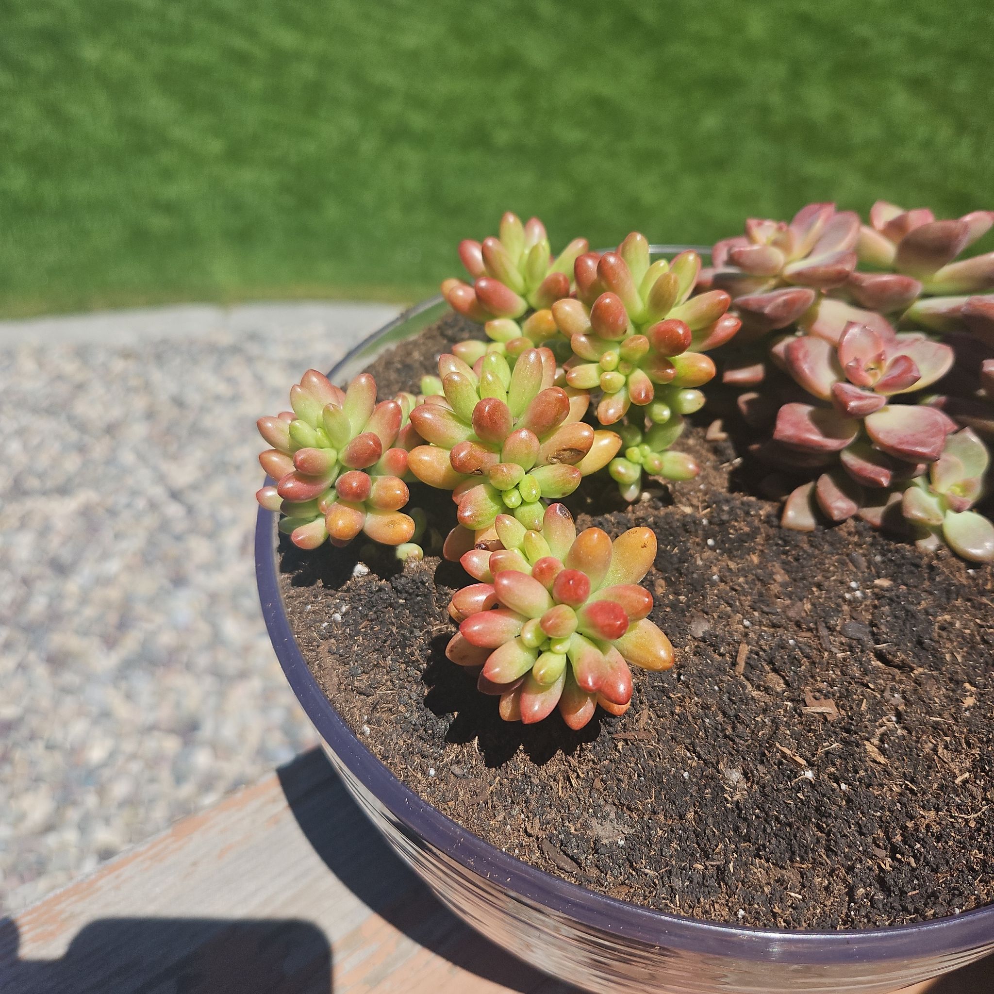 Aurora Pink Jelly Bean succulent in a clear pot with well-draining soil, showing healthy green and pink leaves.