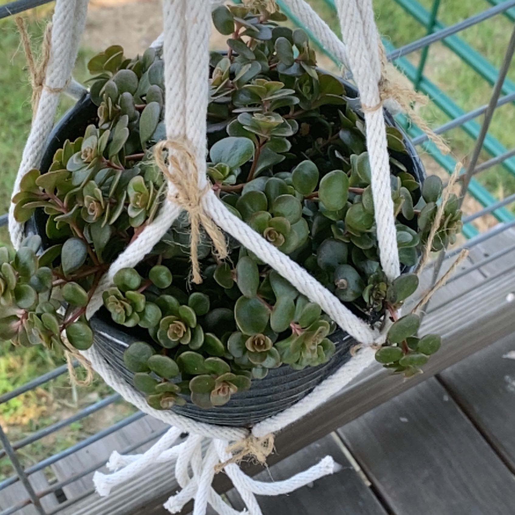 Potted Chinese Sedum plant in a hanging basket with healthy green leaves.