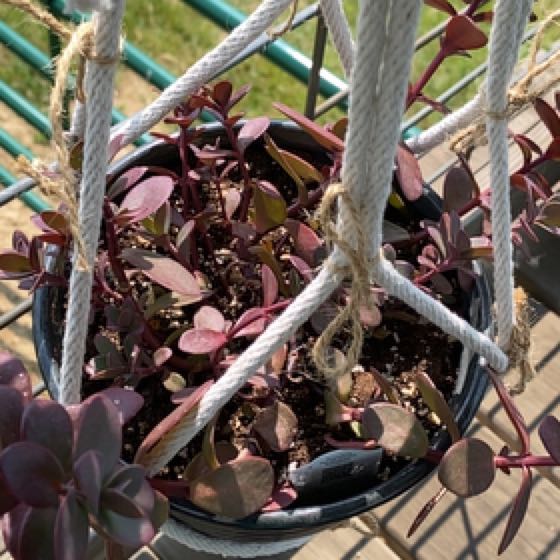 Photo of the plant species Firecracker Stonecrop by @JessSchafer named SUNSPARKLER ON PAVILLION on Greg, the plant care app