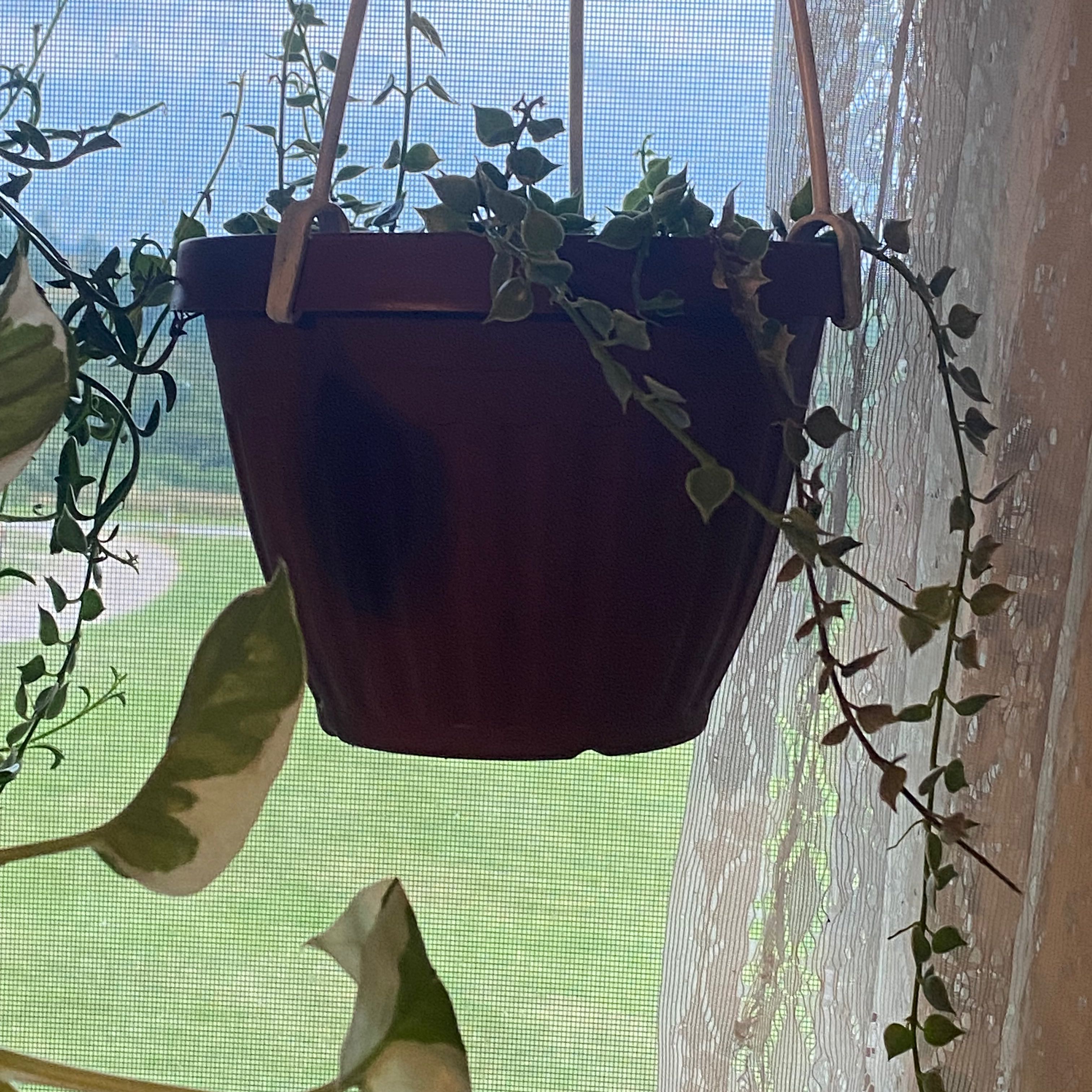 Hanging pot with Dischidia oiantha 'Variegata' plant, variegated leaves, window background.