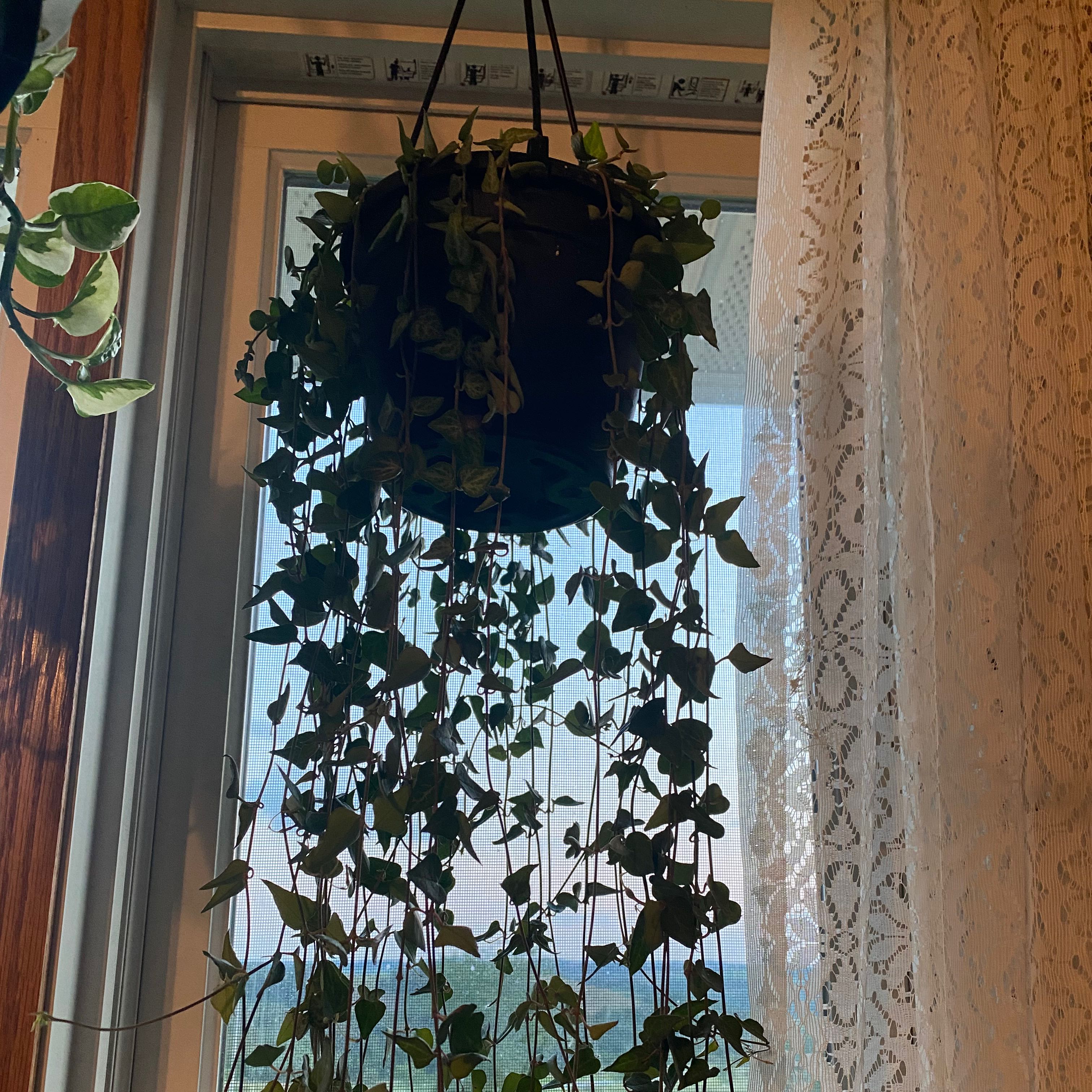Hanging String Of Arrows plant with trailing vines near a window, receiving natural light.