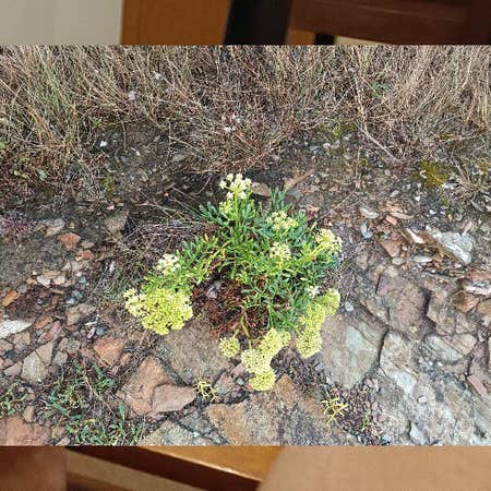 Photo of the plant species Sea Fennel by @PerfectGreen named Sonora on Greg, the plant care app