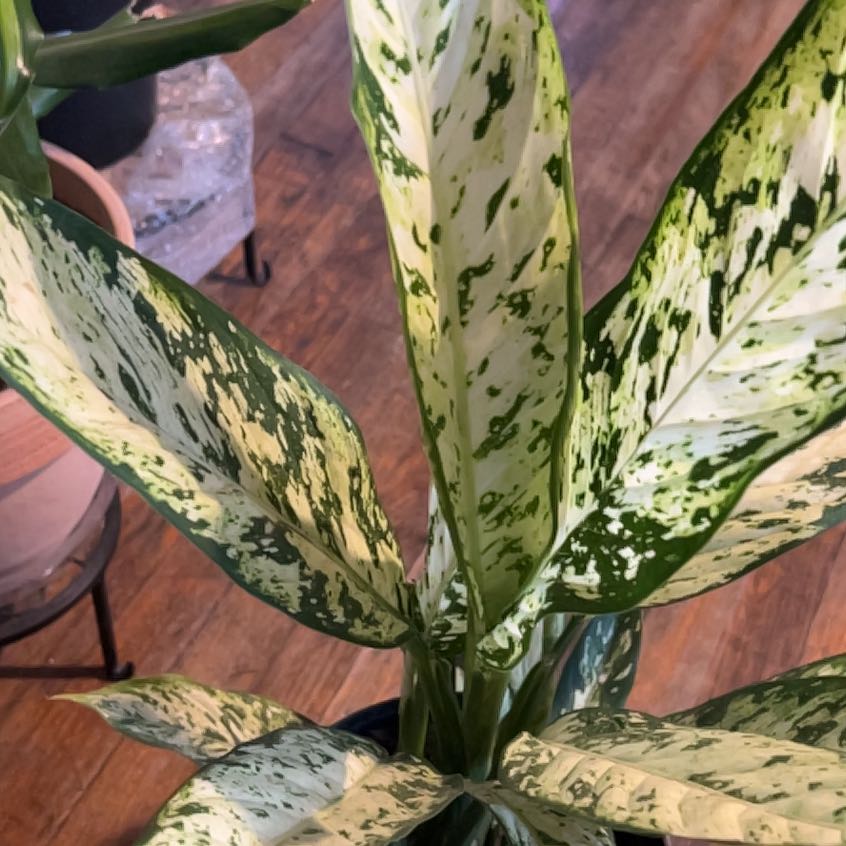 Photo of the plant species Dumb Cane Sparkles by @TimehonoredTaro named Sigmund on Greg, the plant care app