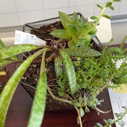 Palmer's Sedum plant