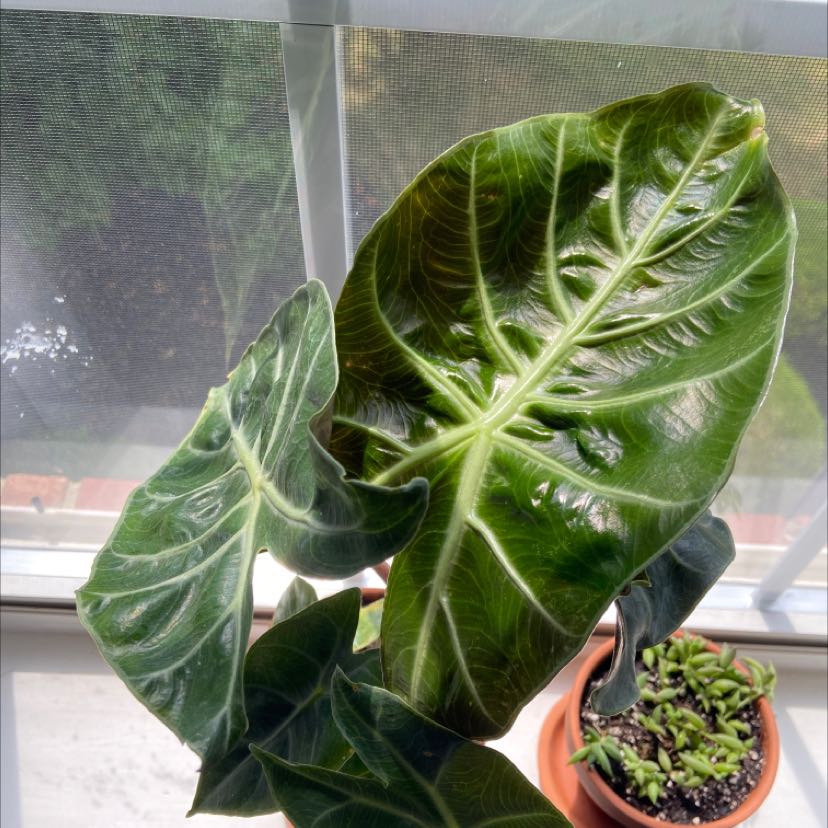 Alocasia Pink Dragon plant with large, glossy leaves in a pot near a window.