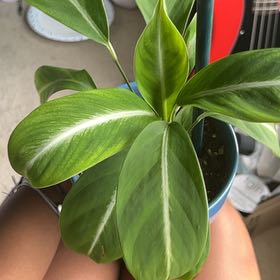 Photo of the plant species Snowflower by @TenderTearose named Kesha on Greg, the plant care app
