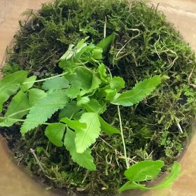 Photo of the plant species Licorice Fern by @FlyingLettuce named Tupot amaroot on Greg, the plant care app