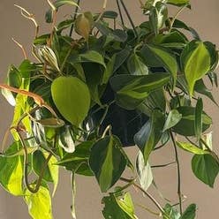 Philodendron Brasil plant