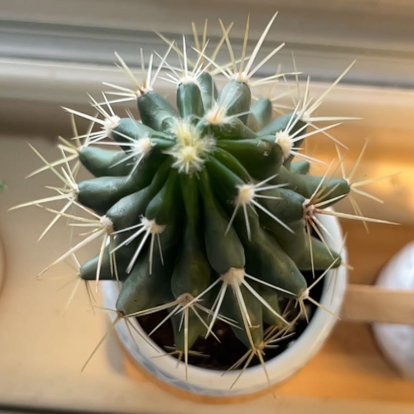 Photo of the plant species Argentine Toothpick Cactus by @FastBlackrose named Shakira on Greg, the plant care app