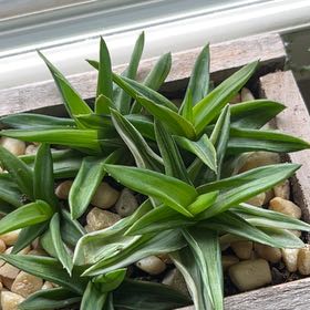 Photo of the plant species Aloe Black Gem by @FastBlackrose named Nemo on Greg, the plant care app