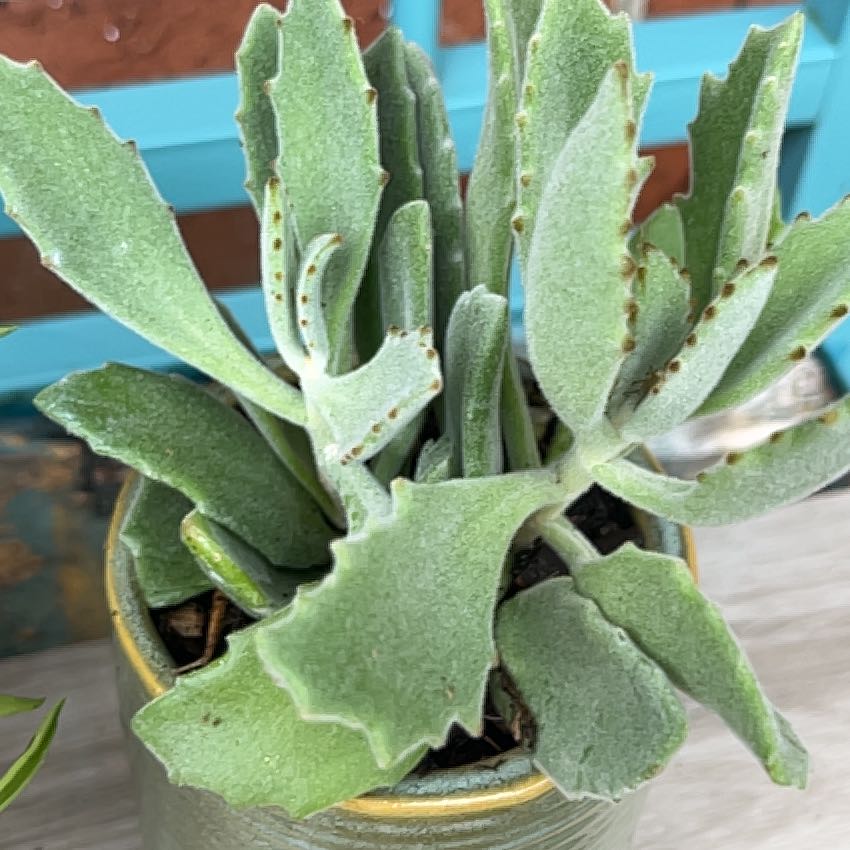 Photo of the plant species Kalanchoe 'Behartii' by @FastBlackrose named Daphne on Greg, the plant care app