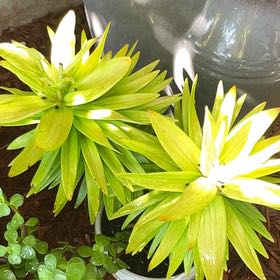 Photo of the plant species Easter Lily by @FastBlackrose named Ulysses S Plant on Greg, the plant care app