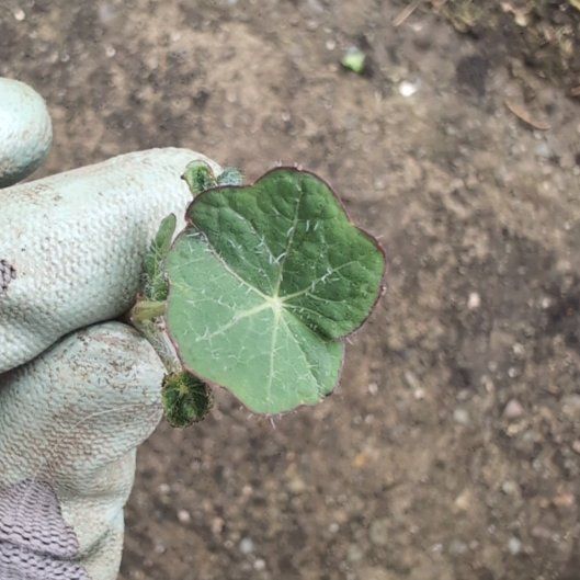 Photo of the plant species Indian Pennywort by @BusyTutsan named Xena on Greg, the plant care app