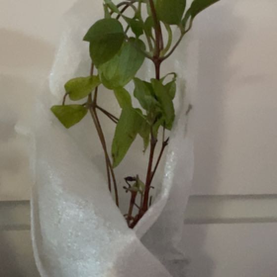 Photo of the plant species Multi-Blue Clematis by @ChampCorndaisy named Zeus on Greg, the plant care app