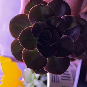 Photo of the plant species Echeveria Blue Metal by @EnticingAster named Mollie on Greg, the plant care app
