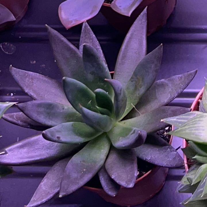 Bright Green Dudleya succulent with thick, fleshy leaves in a rosette pattern in a pot.