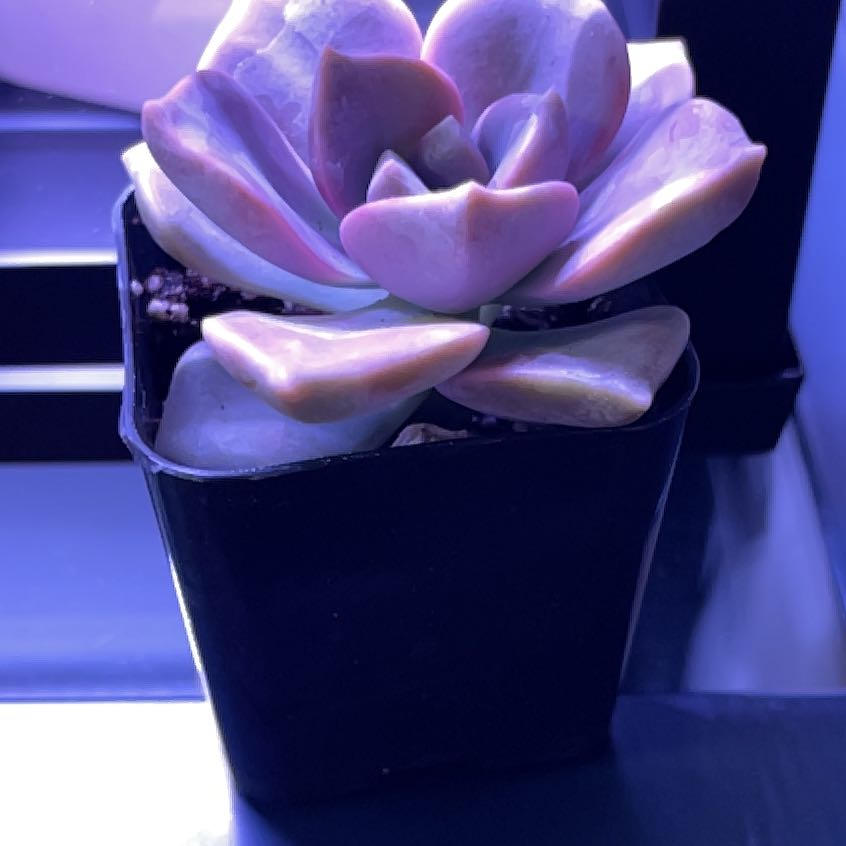 Photo of the plant species Echeveria Pink Blue Bird by @EnticingAster named Remington on Greg, the plant care app
