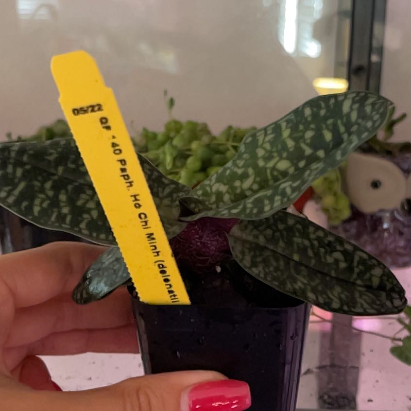 Photo of the plant species Paphiopedilum callosum Orchid by @EnticingAster named Fernie Saunders on Greg, the plant care app