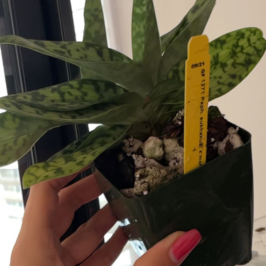 Photo of the plant species Paphiopedilum 'Maudiae Femma' by @EnticingAster named Gobi on Greg, the plant care app