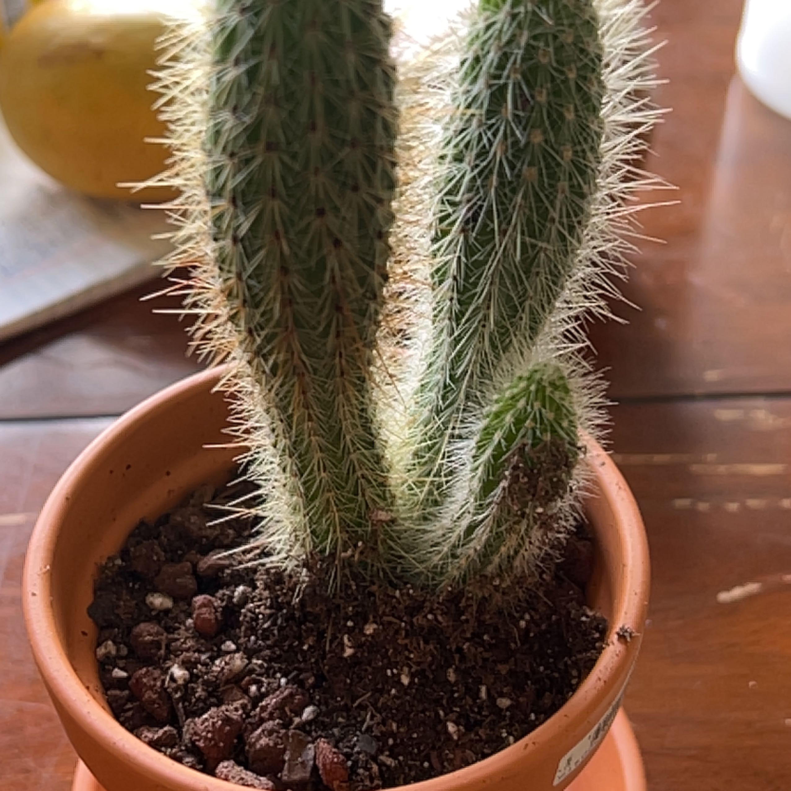 Photo of the plant species Cleistocactus tupizensis by @UberBunyapine named Stella on Greg, the plant care app