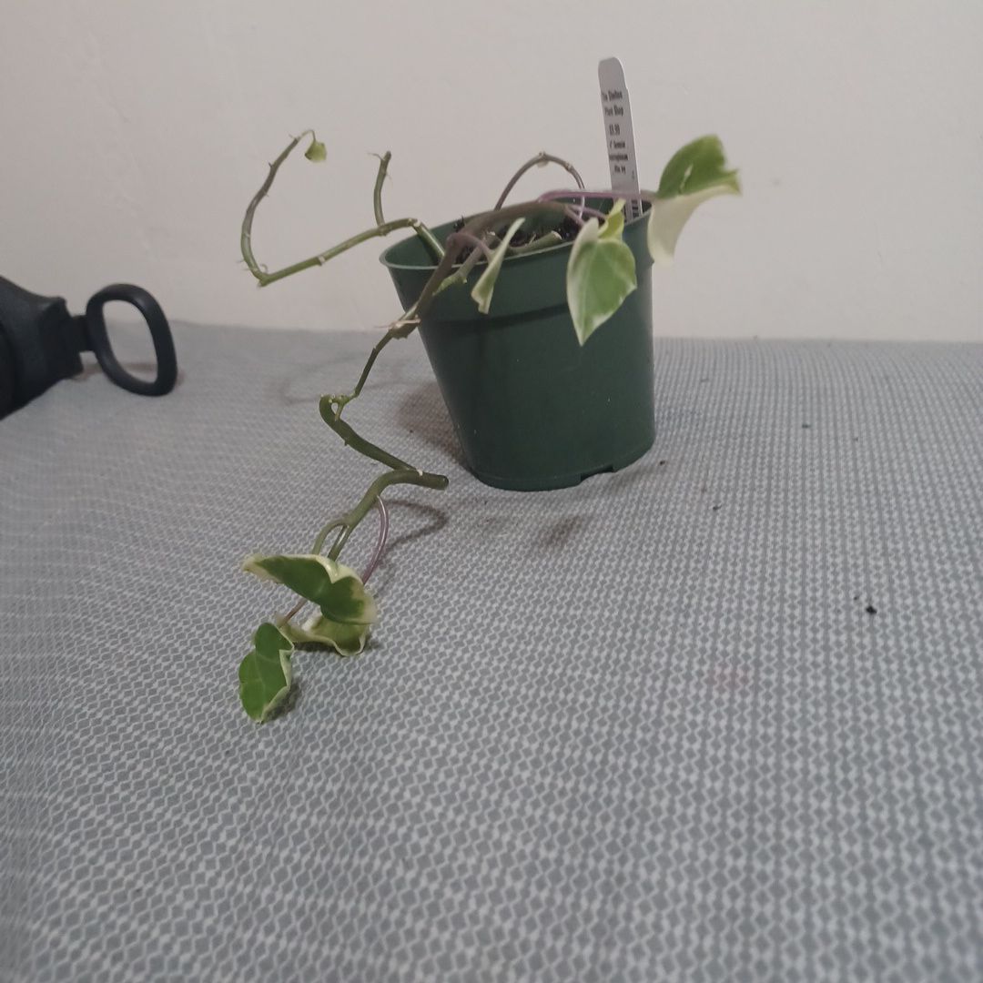 Variegated Wax Ivy plant in a small green pot with some healthy leaves.