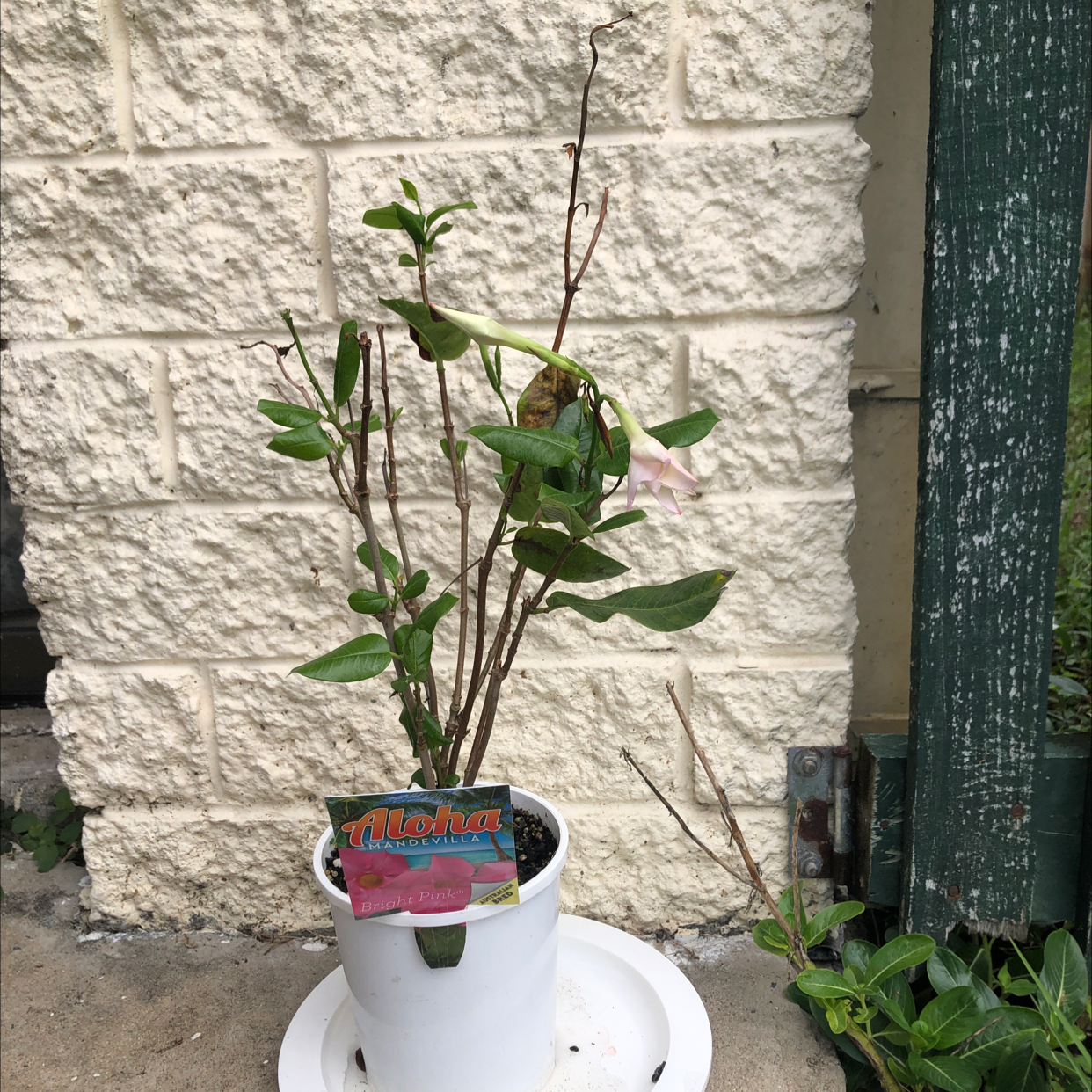 Plant care for Andean Mandevilla on Greg, the plant care app