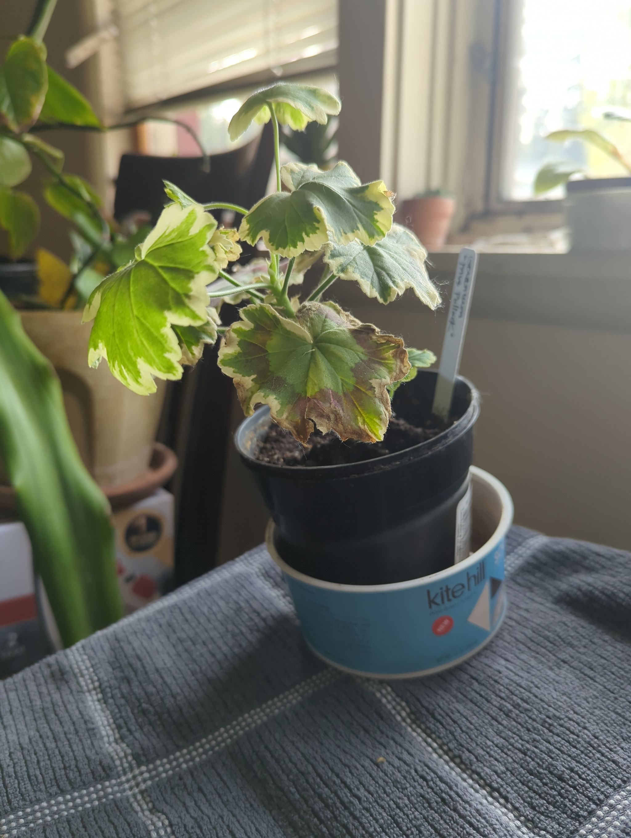 Photo from the post