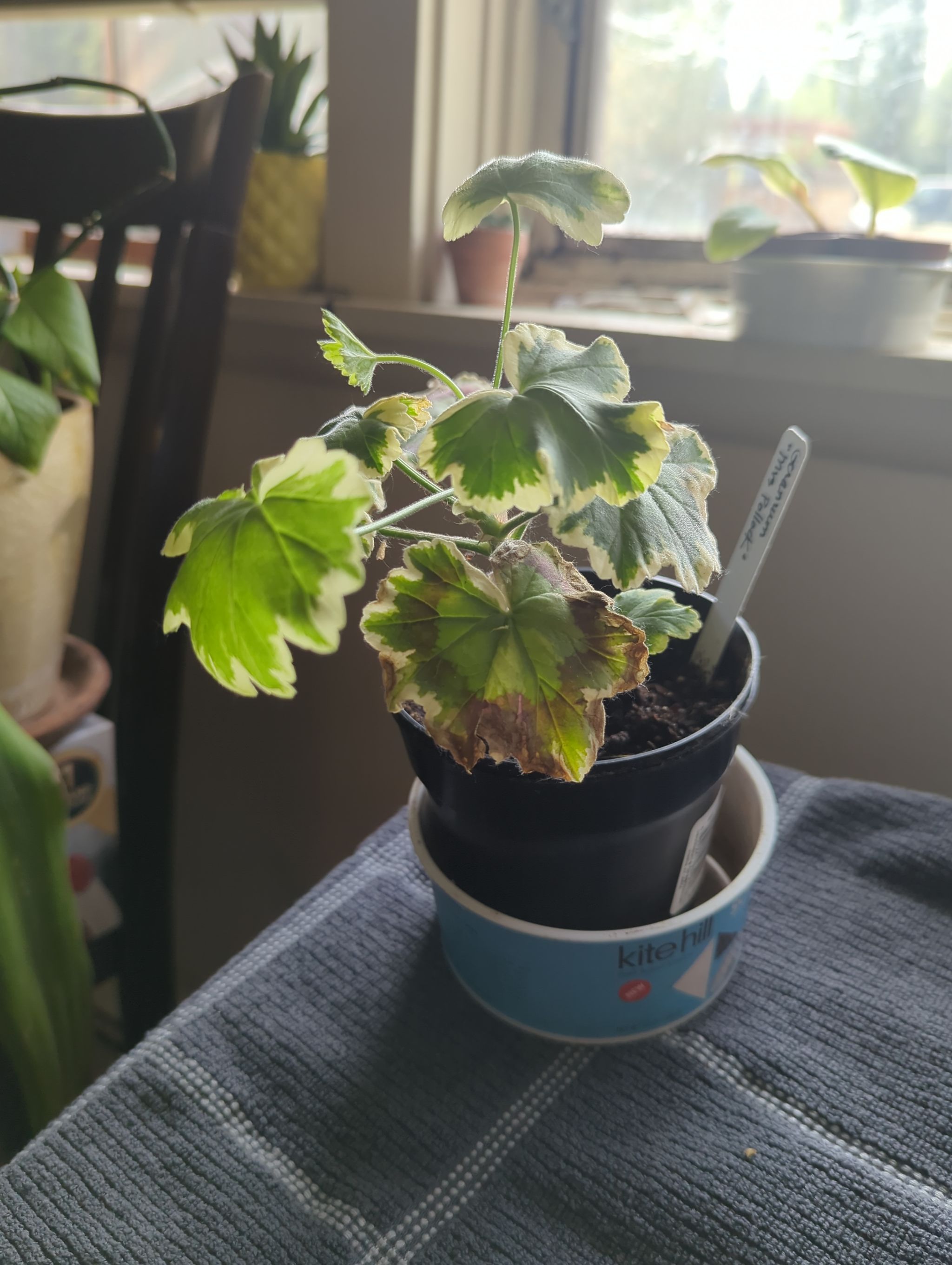Photo from the post