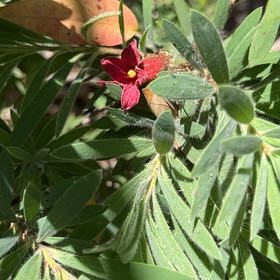 Photo of the plant species Old Man's Whiskers by @WholeBaneberry named Denali on Greg, the plant care app