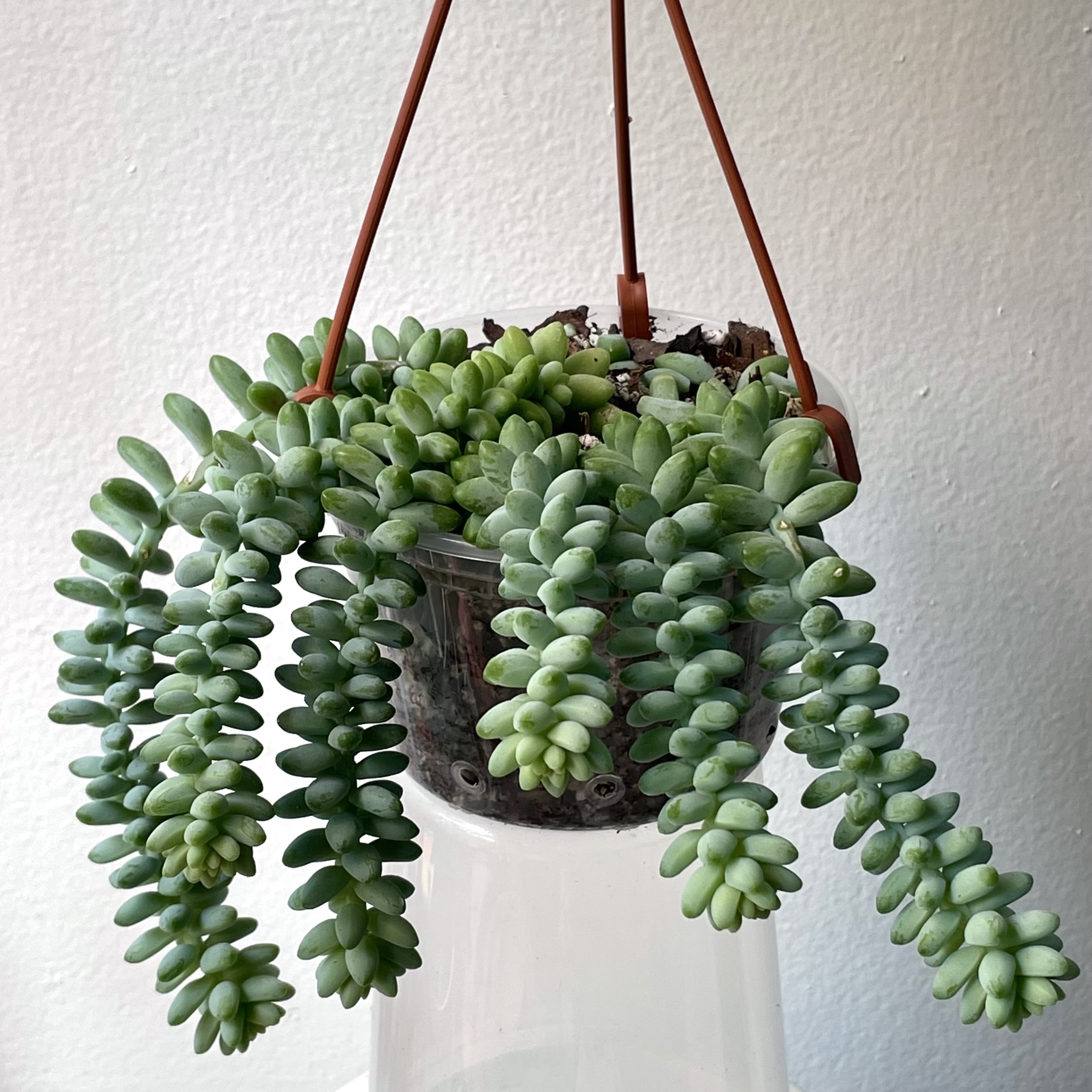 Hanging pot with a healthy Graptosedum 'Blue Giant' succulent.