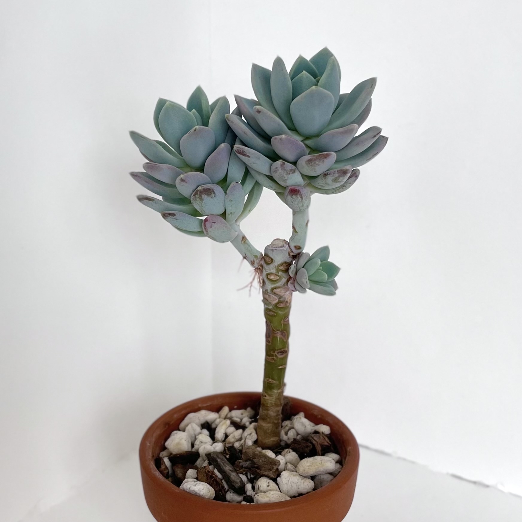 Belle Blue succulent plant in a terracotta pot with visible soil and pebbles.