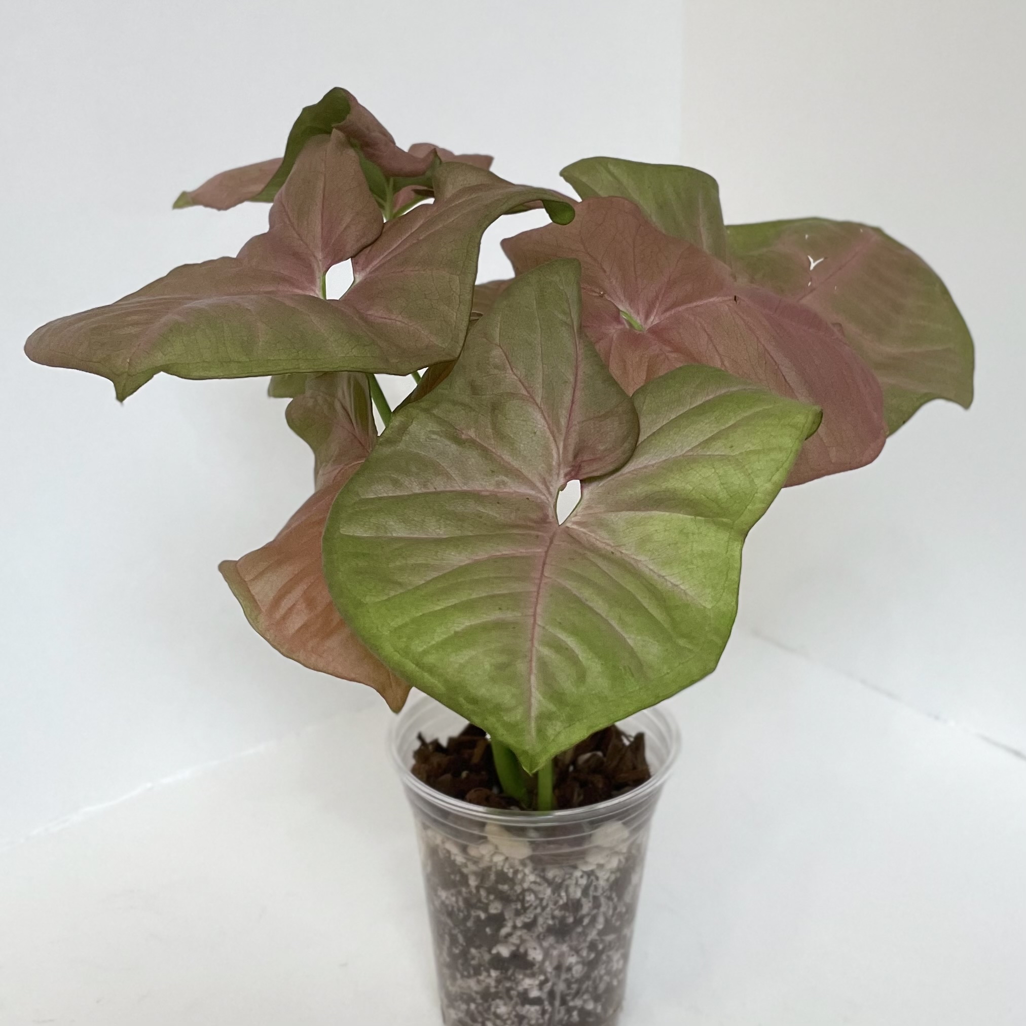 Pink Arrowhead Vine plant in a clear plastic pot with visible soil.