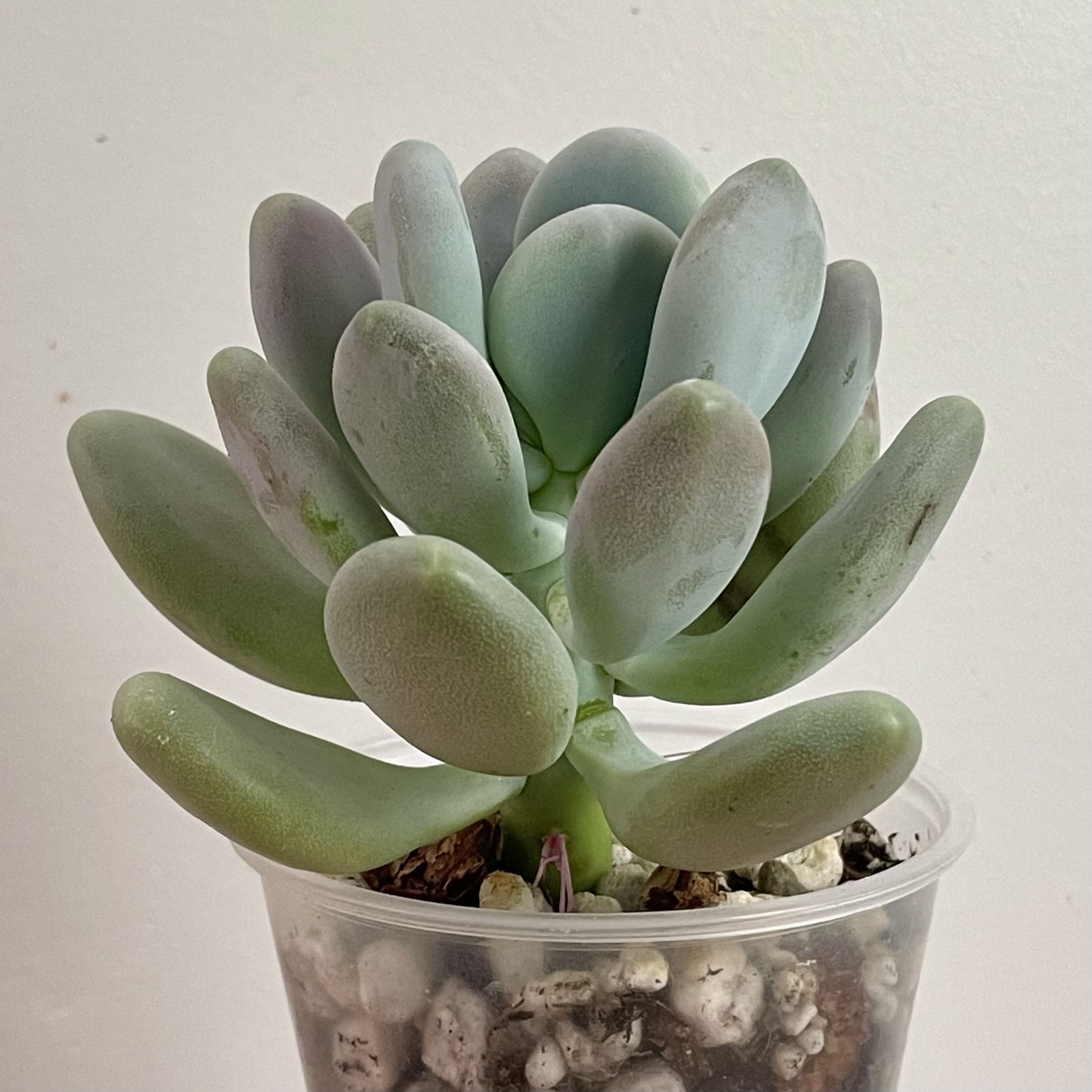Lavender Pebbles succulent in a clear plastic pot with visible soil and pebbles.