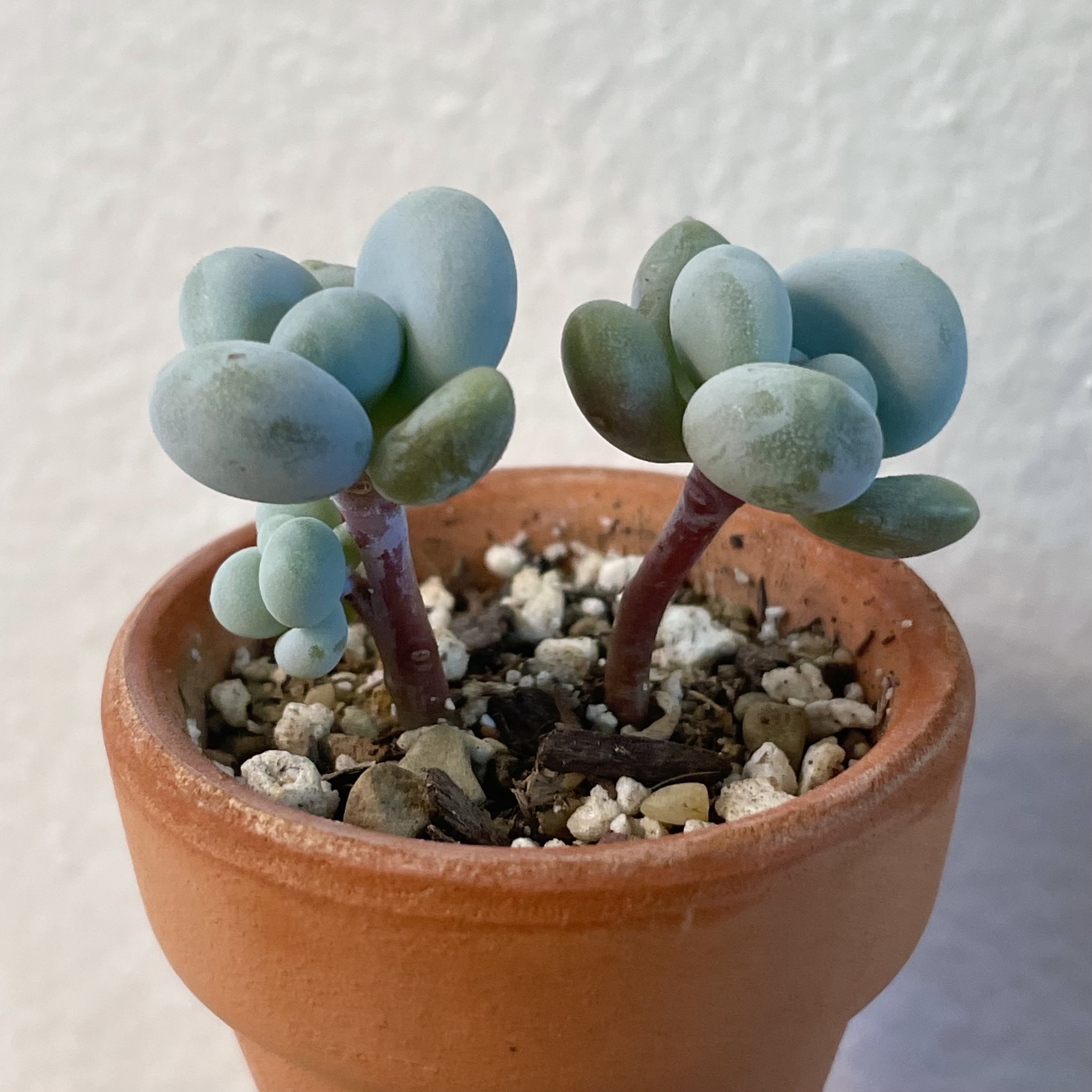Potted Lavender Pebbles succulent with thick, rounded leaves in a terracotta pot.