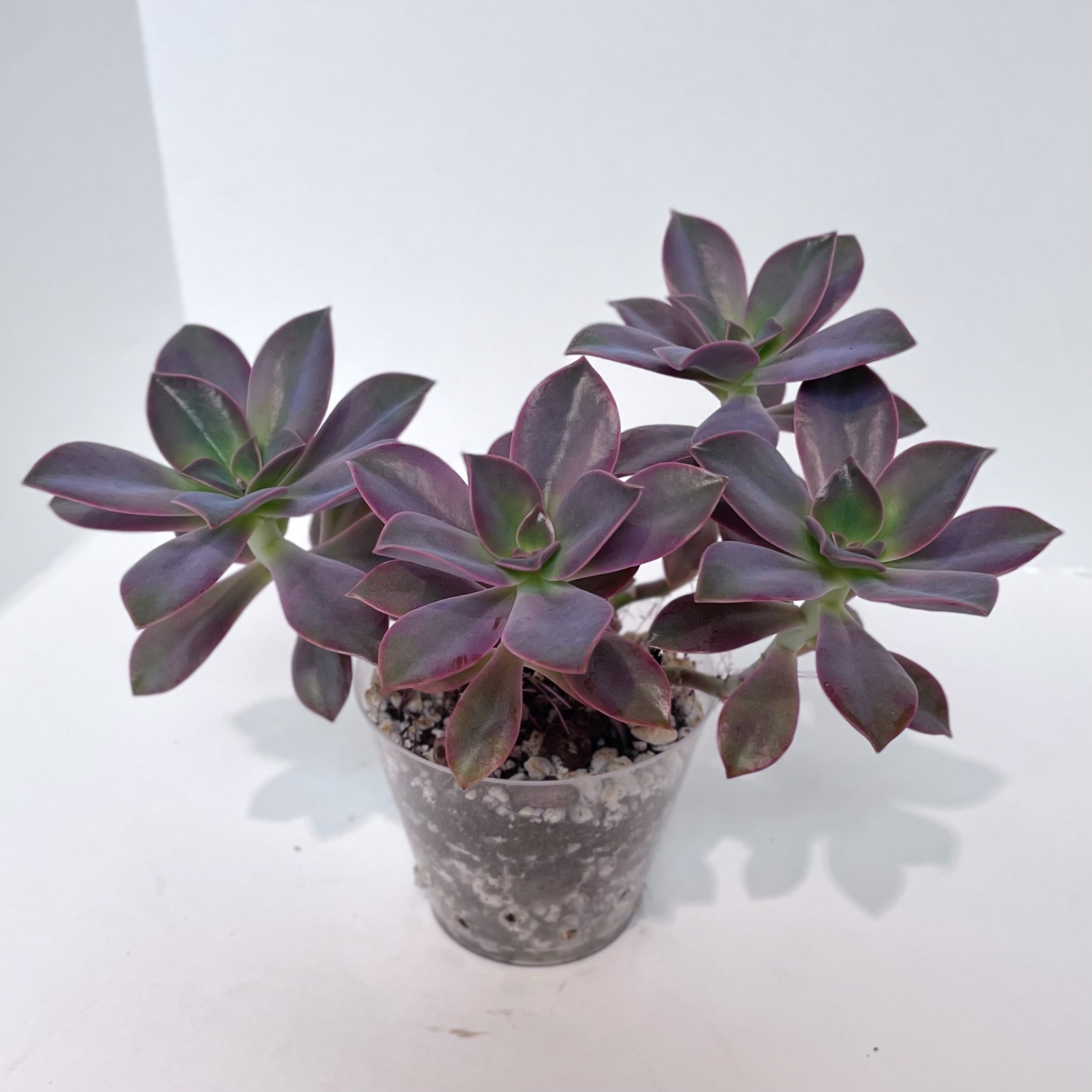 Graptoveria 'Fred Ives' succulent plant in a small pot, healthy and well-framed.
