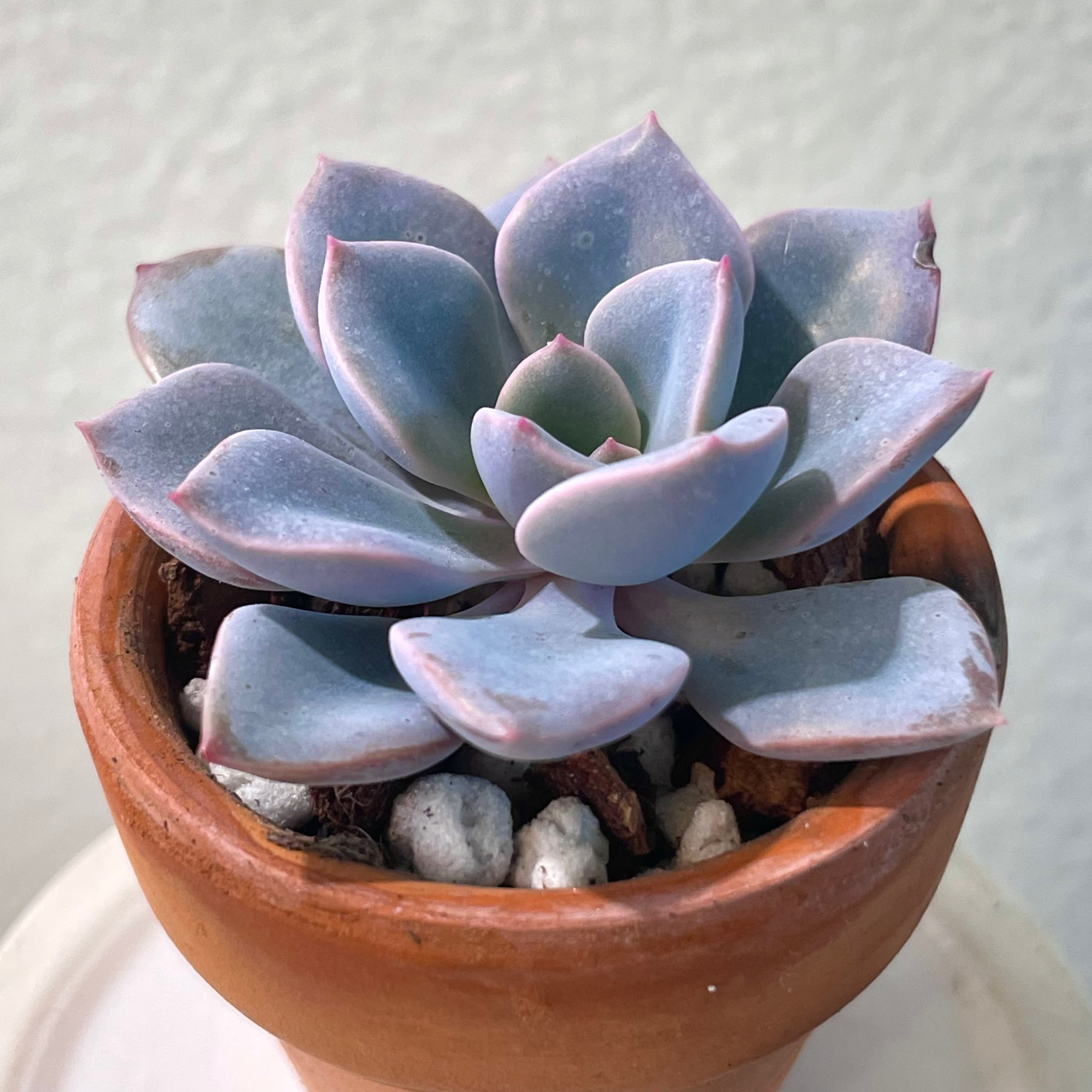 Healthy Graptoveria 'Debbie' succulent in a terracotta pot.