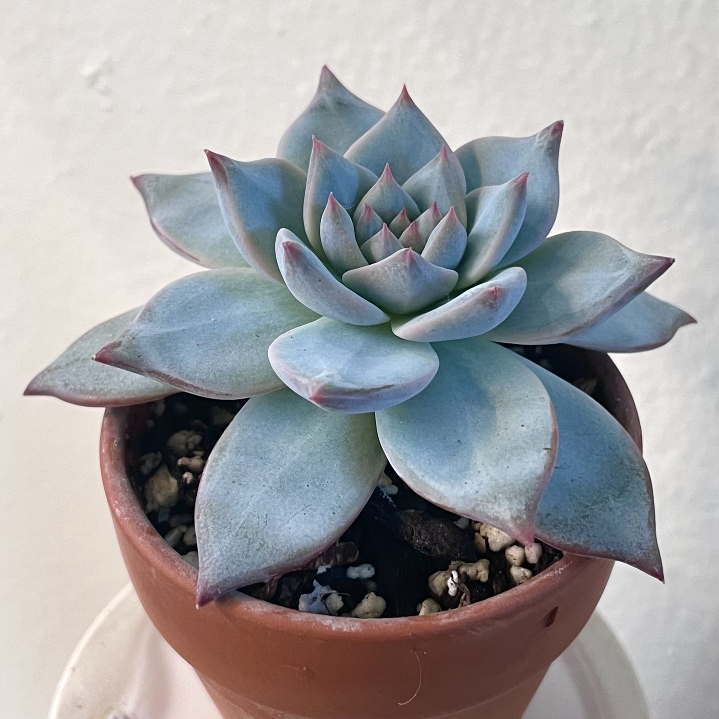 Photo of the plant species Blue Bird Echeveria by @Snowqueenpothoe named Echeveria blue bird on Greg, the plant care app