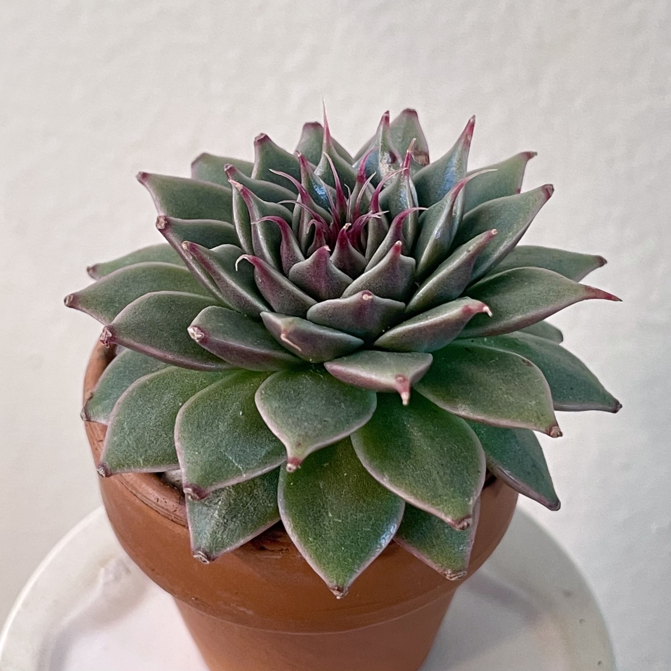 Photo of the plant species Graptoveria 'Silver Star' by @Snowqueenpothoe named Graptoveria silver star on Greg, the plant care app