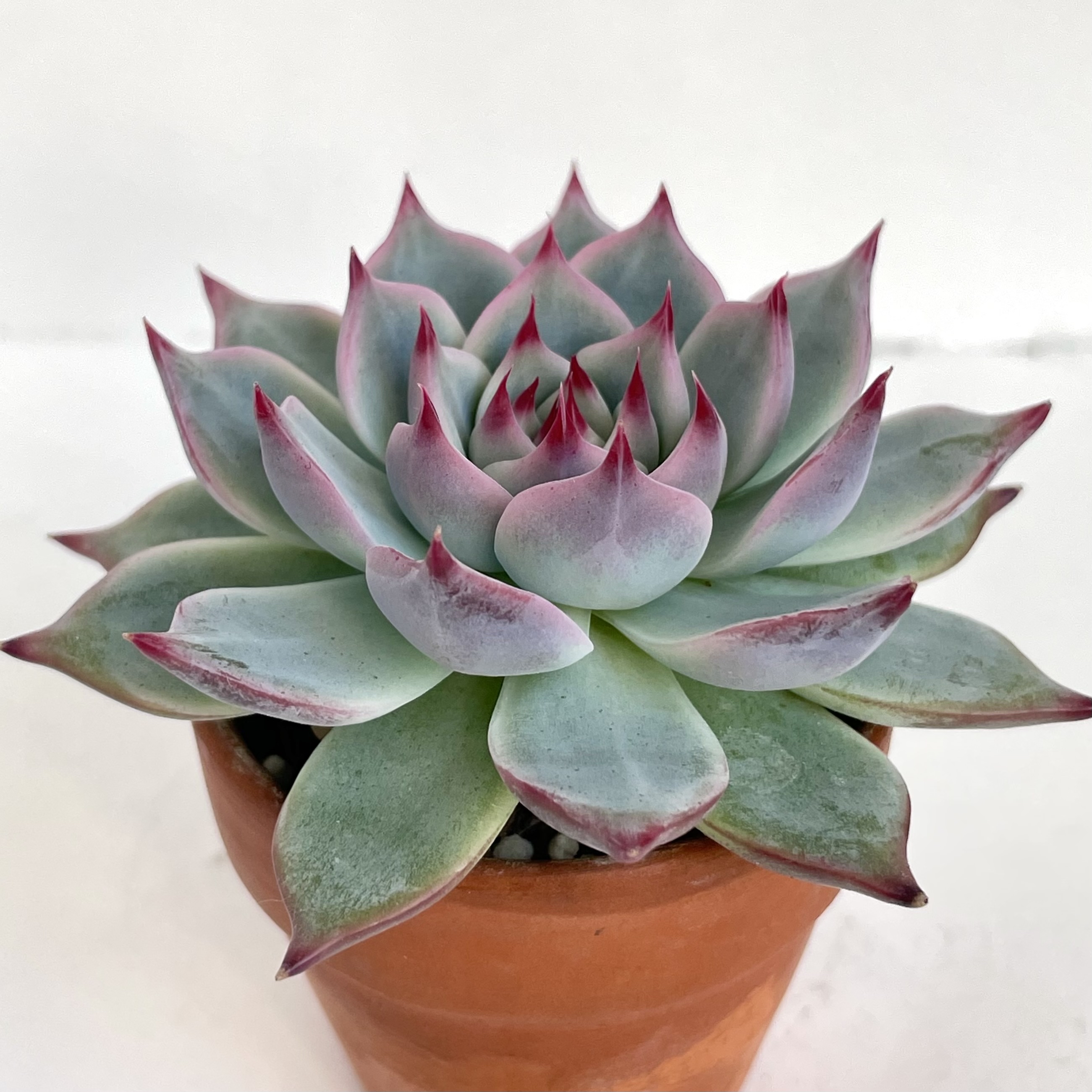 Echeveria chihuahuaensis in a terracotta pot, healthy with typical coloration.