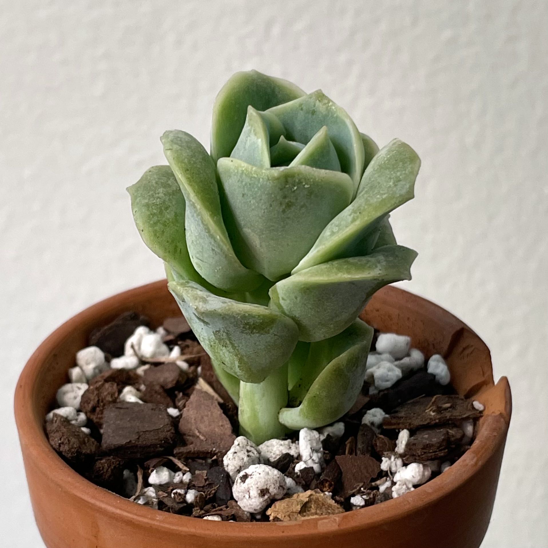 Graptoveria 'Lovely Rose' succulent in a terracotta pot with visible soil mix.