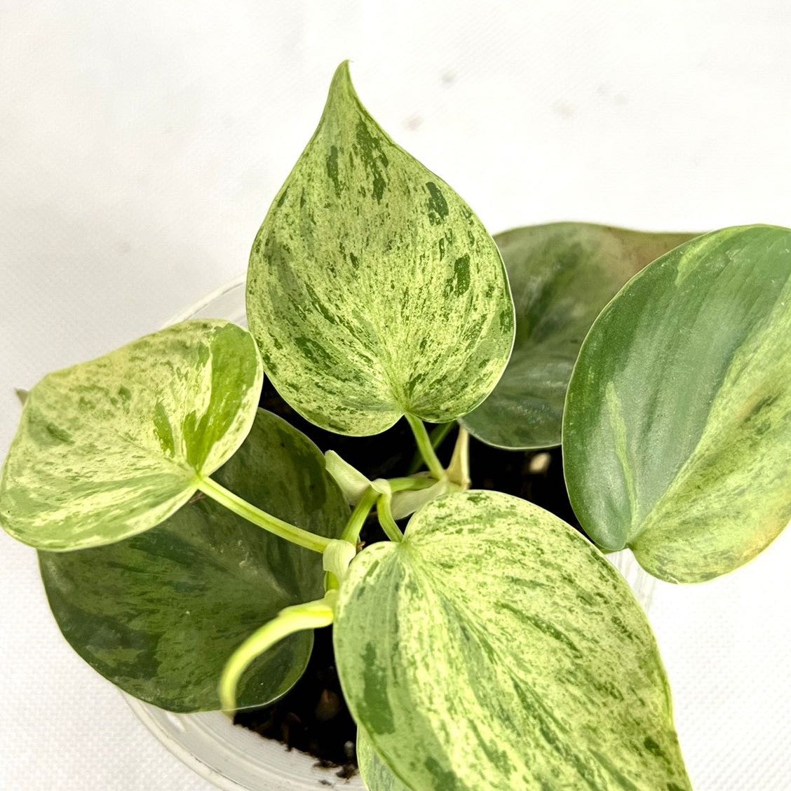 Photo of the plant species Variegated Heart-Leaf Philodendron by @Snowqueenpothoe named Philo variegated heartleaf on Greg, the plant care app