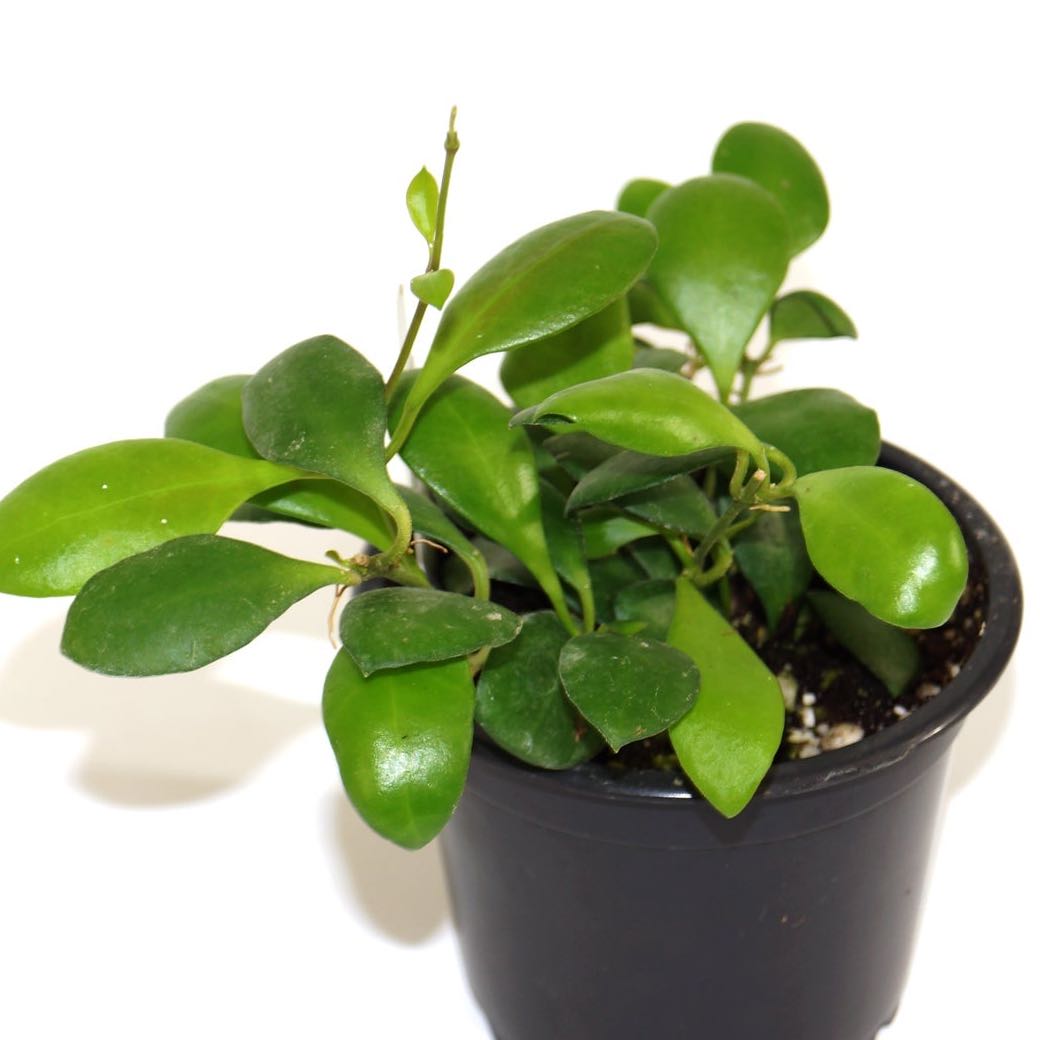 Photo of the plant species Hoya heuschkeliana by @Snowqueenpothoe named Hoya heuschkeliana on Greg, the plant care app