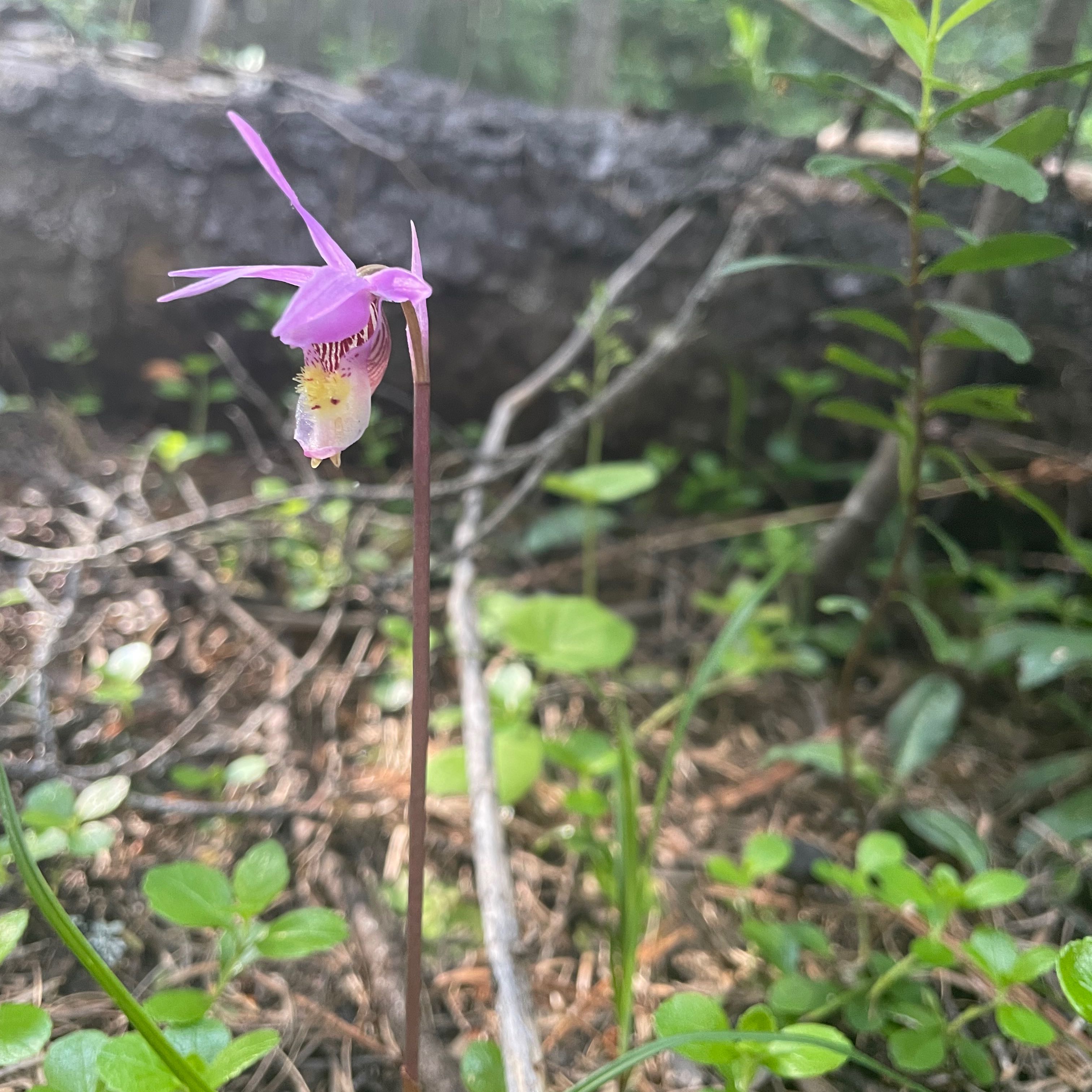 Calypso Orchid in a natural forest setting, healthy and flowering.