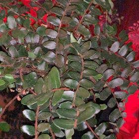 Photo of the plant species Vaccinium Ovatum by @WarmDaisy named Scarlett on Greg, the plant care app