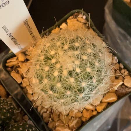 Photo of the plant species Mammillaria senilis by @RightlyHedera named Harry on Greg, the plant care app