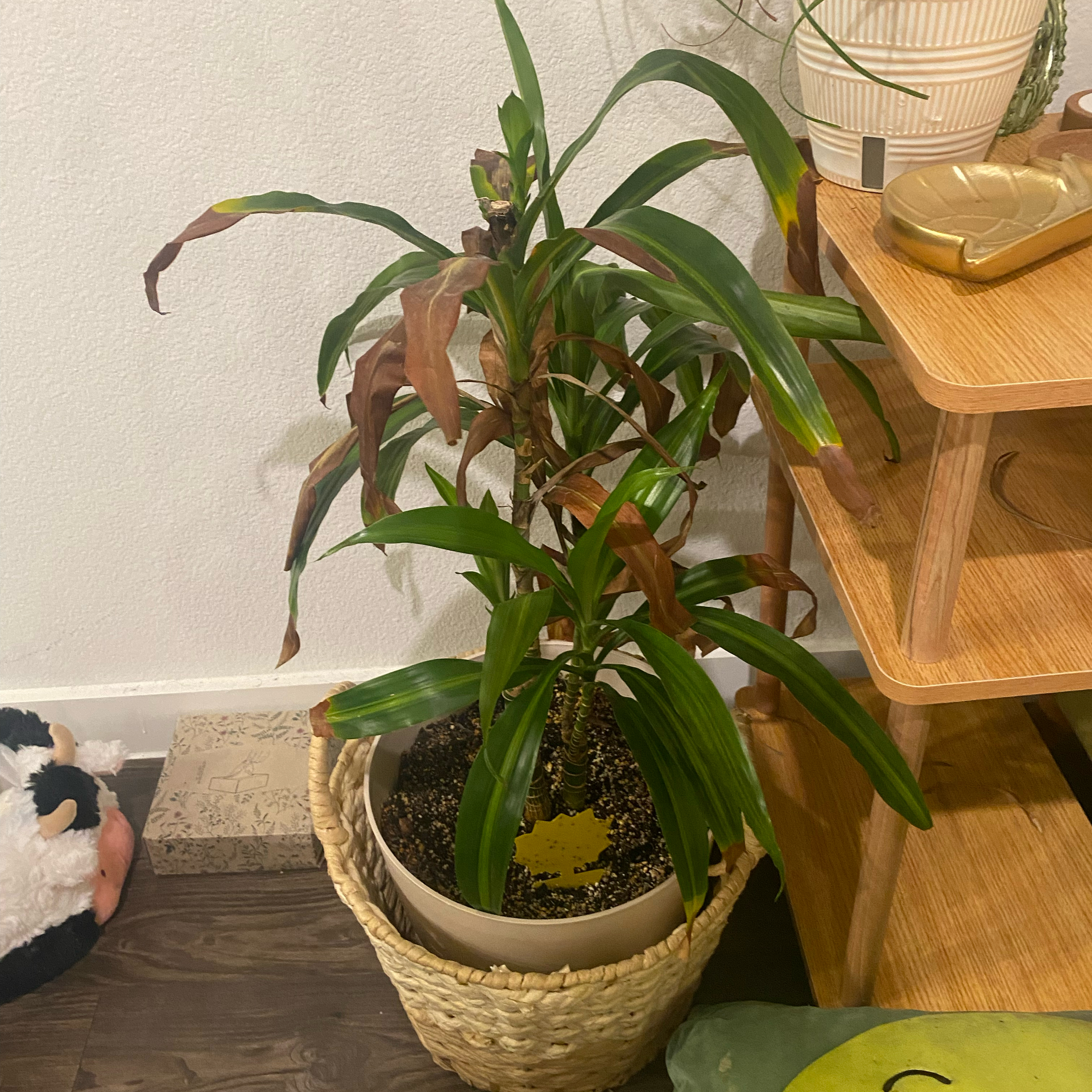 Dracaena 'Hawaiian Sunshine' plant with browning leaves in a pot inside a woven basket.